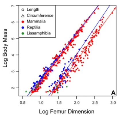 A plot of animal mass vs bone size